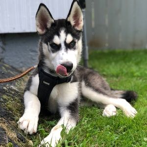 Meet your Posher, Sam